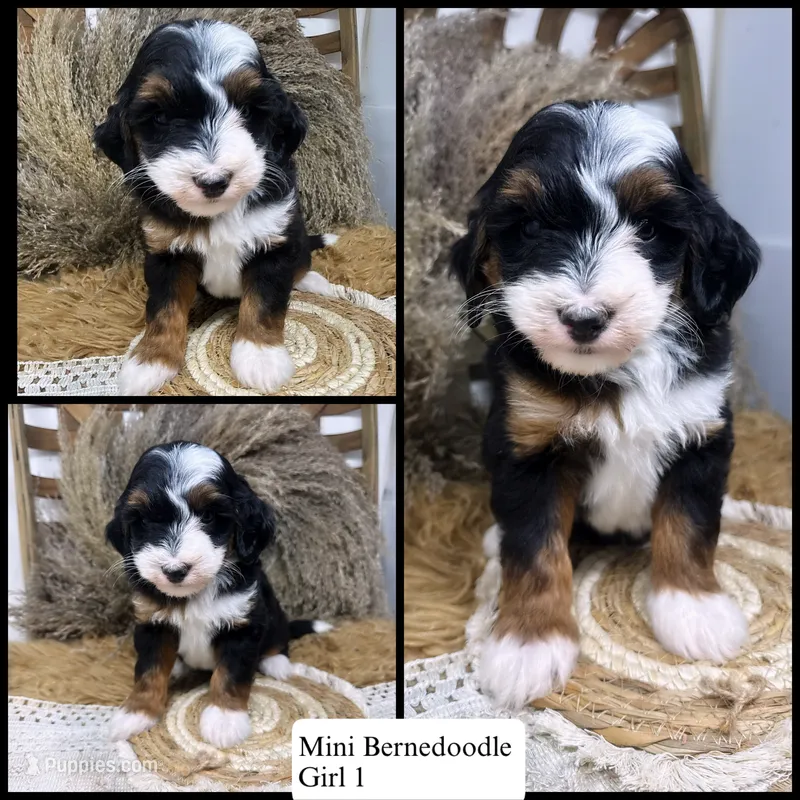 Tri mini  – Miniature Bernedoodle puppy for sale in Dyersville, IA