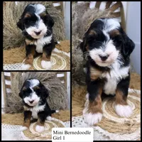 Tri mini , a female Miniature Bernedoodle for sale in Dyersville, IA – 1 of 8