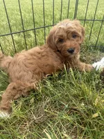 Dash- Mini , a male Miniature Goldendoodle for sale in Dyersville, IA – 3 of 8