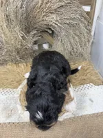 Tri mini , a male Miniature Bernedoodle for sale in Dyersville, IA – 3 of 7