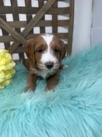 Tuxedo- Mini, a male Miniature Goldendoodle for sale in Dyersville, IA – 2 of 10
