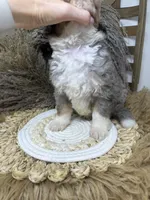 Merle boy medium , a male Bernedoodle for sale in Dyersville, IA – 6 of 6