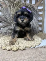 Petite girl , a female Miniature Bernedoodle for sale in Dyersville, IA – 5 of 6