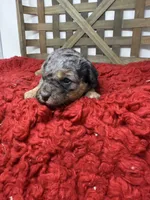 Merle Mini , a female Miniature Bernedoodle for sale in Dyersville, IA – 7 of 8