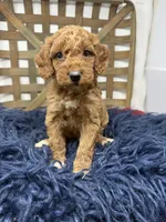 Red mini , a female Miniature Goldendoodle for sale in Dyersville, IA – 3 of 6