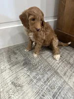 Maggie , a female Miniature Goldendoodle for sale in Dyersville, IA – 2 of 4