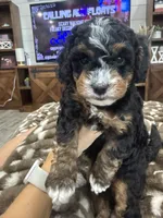 Holly-mini tri , a female Miniature Bernedoodle for sale in Dyersville, IA – 3 of 8