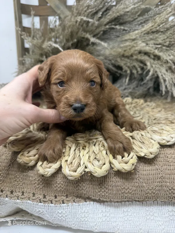 Mini Girl  – Miniature Goldendoodle puppy for sale in Dyersville, IA
