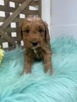Max- Mini , a male Miniature Goldendoodle for sale in Dyersville, IA – 8 of 10