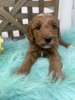 Max- Mini , a male Miniature Goldendoodle for sale in Dyersville, IA – 7 of 10