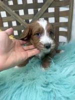 Tuxedo- Mini, a male Miniature Goldendoodle for sale in Dyersville, IA – 4 of 10