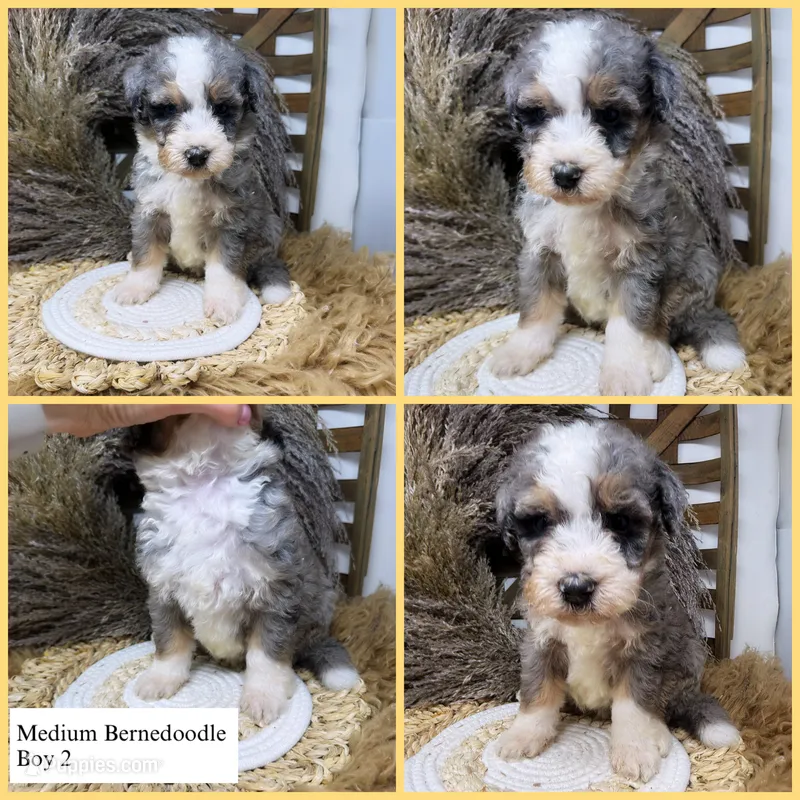 Merle boy medium  – Bernedoodle puppy for sale in Dyersville, IA