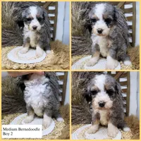 Merle boy medium , a male Bernedoodle for sale in Dyersville, IA – 1 of 6