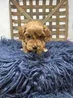 Mini , a female Miniature Goldendoodle for sale in Dyersville, IA – 5 of 7