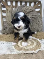 Tri mini , a female Miniature Bernedoodle for sale in Dyersville, IA – 4 of 8
