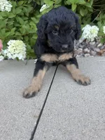 Mini girl , a female Miniature Bernedoodle for sale in Dyersville, IA – 7 of 7