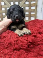 Minis , a female Miniature Bernedoodle for sale in Dyersville, IA – 7 of 7