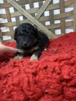 Mini girl , a female Miniature Bernedoodle for sale in Dyersville, IA – 4 of 6