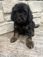 Max , a male Miniature Bernedoodle for sale in Dyersville, IA – 4 of 5