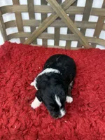 F1 tricolor , a female Bernedoodle for sale in Dyersville, IA – 6 of 7