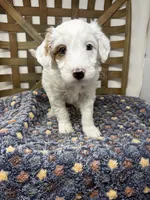 Spot-petite. 12 lbs , a male Miniature Goldendoodle for sale in Dyersville, IA – Photo 3 of 8