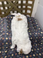 Spot-petite. 12 lbs , a male Miniature Goldendoodle for sale in Dyersville, IA – Photo 5 of 8