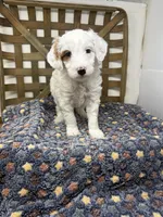 Spot-petite. 12 lbs , a male Miniature Goldendoodle for sale in Dyersville, IA – Photo 8 of 8