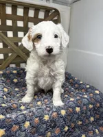 Spot-petite. 12 lbs , a male Miniature Goldendoodle for sale in Dyersville, IA – Photo 2 of 8