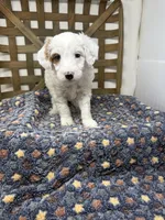 Spot-petite. 12 lbs , a male Miniature Goldendoodle for sale in Dyersville, IA – Photo 6 of 8