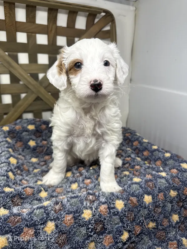 Spot-petite. 12 lbs , a male Miniature Goldendoodle for sale in Dyersville, IA – Photo 1 of 8