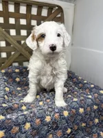 Spot-petite. 12 lbs , a male Miniature Goldendoodle for sale in Dyersville, IA – Photo 1 of 8