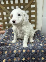 Spot-petite. 12 lbs , a male Miniature Goldendoodle for sale in Dyersville, IA – Photo 4 of 8