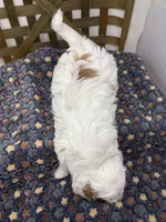 Spot-petite. 12 lbs , a male Miniature Goldendoodle for sale in Dyersville, IA – Photo 7 of 8