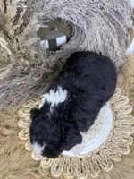 Tri girl medium 2 , a female Bernedoodle for sale in Dyersville, IA – 7 of 8