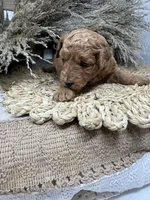 Mini , a female Miniature Goldendoodle for sale in Dyersville, IA – 3 of 7