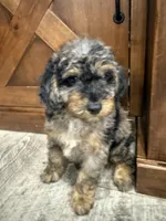 Taz -20 lbs , a male Miniature Bernedoodle for sale in Dyersville, IA – 2 of 4