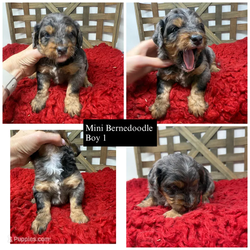 Merle boy  – Miniature Bernedoodle puppy for sale in Dyersville, IA