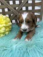 Tuxedo- Mini, a male Miniature Goldendoodle for sale in Dyersville, IA – 6 of 10