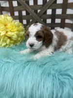 Parti-Mini , a male Miniature Goldendoodle for sale in Dyersville, IA – 9 of 10