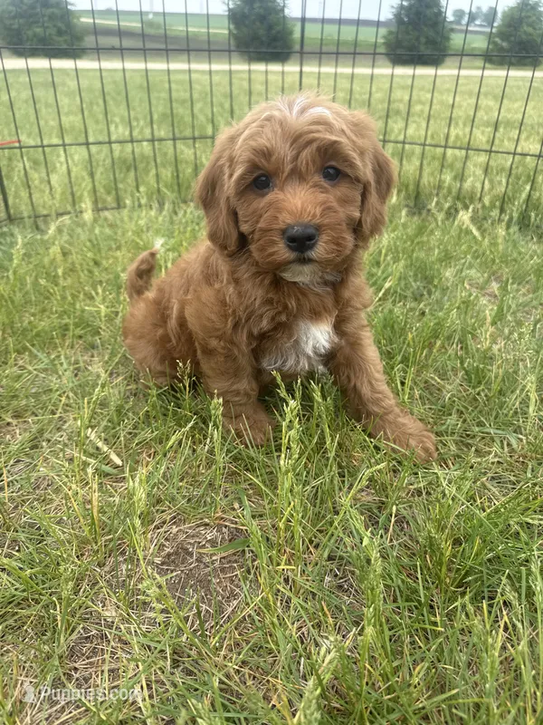 Max- Mini  – Miniature Goldendoodle puppy for sale in Dyersville, IA