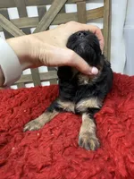 Minis , a female Miniature Bernedoodle for sale in Dyersville, IA – 6 of 7