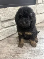 Maggie , a female Miniature Bernedoodle for sale in Dyersville, IA – 3 of 5