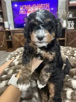 Holly-mini tri , a female Miniature Bernedoodle for sale in Dyersville, IA – 2 of 8