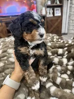 Holly-mini tri , a female Miniature Bernedoodle for sale in Dyersville, IA – 7 of 8