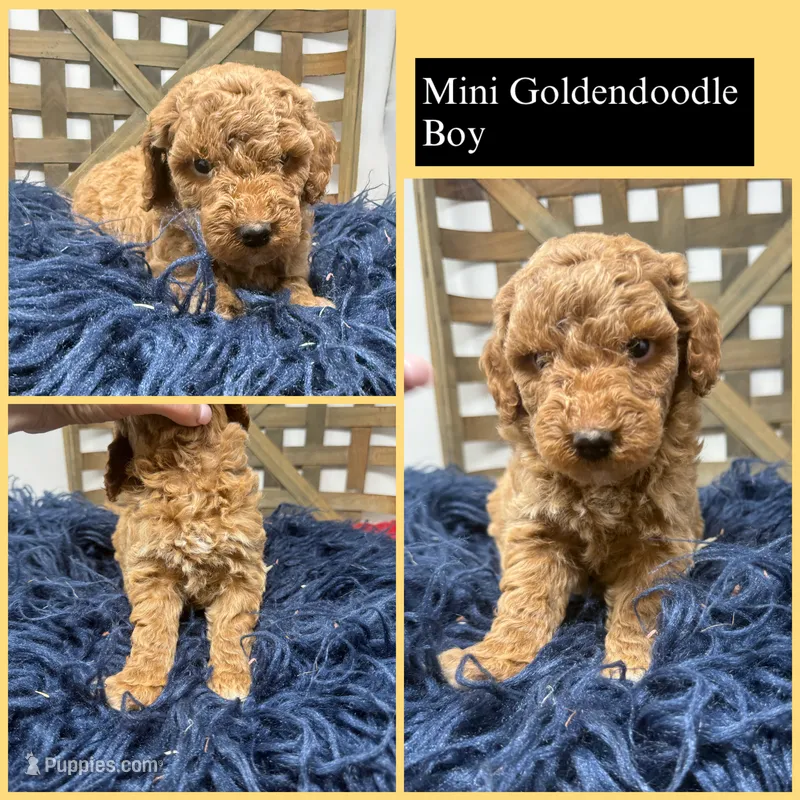 Mini boy  – Miniature Goldendoodle puppy for sale in Dyersville, IA