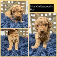 Mini boy , a male Miniature Goldendoodle for sale in Dyersville, IA – 1 of 7