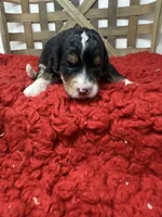 F1 girl , a female Bernedoodle for sale in Dyersville, IA – 2 of 5