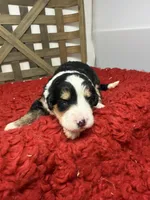 F1 tri girl , a female Bernedoodle for sale in Dyersville, IA – 5 of 5