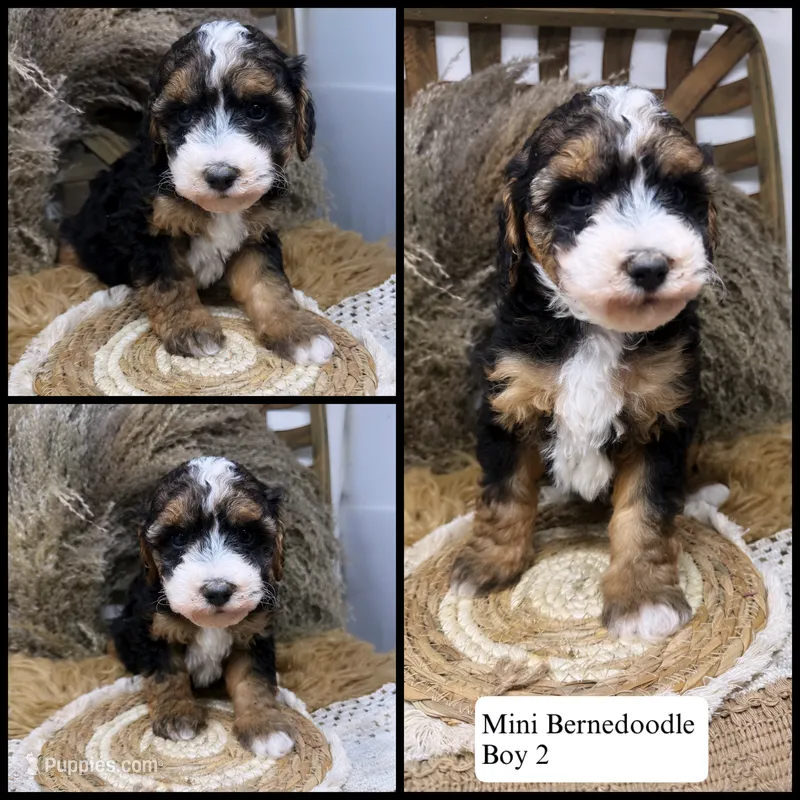 Tri  – Miniature Bernedoodle puppy for sale in Dyersville, IA