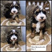 Tri , a male Miniature Bernedoodle for sale in Dyersville, IA – 1 of 7